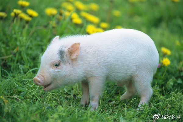 2020年农发行全年新增生猪产业贷款超100亿元